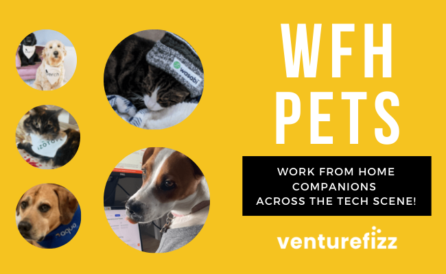 WFH Pets - Home Office Companions banner image