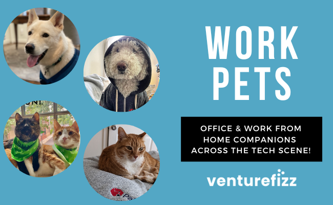 In-Office and Work From Home Pets! banner image