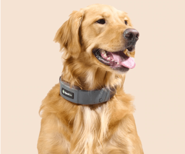 SpotOn Dog Collar